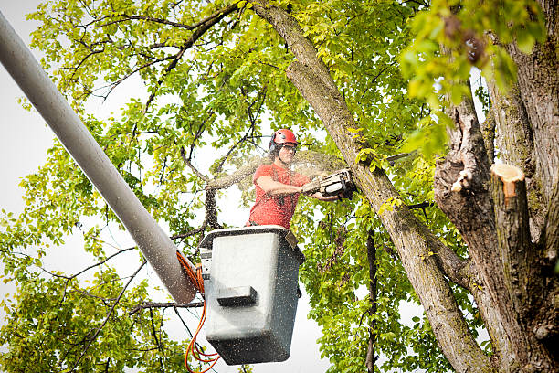 Tree Service